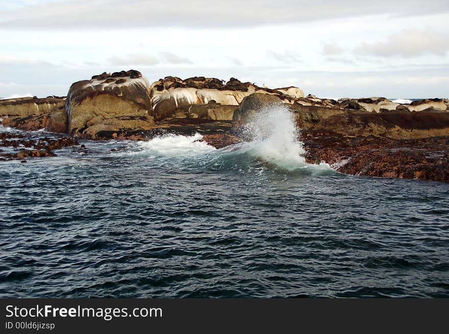 Seals on the rocks