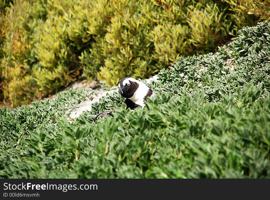 Magellan penguin hiding - South Africa