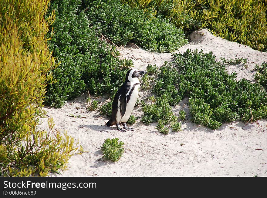 Magellan penguin posing - South Africa