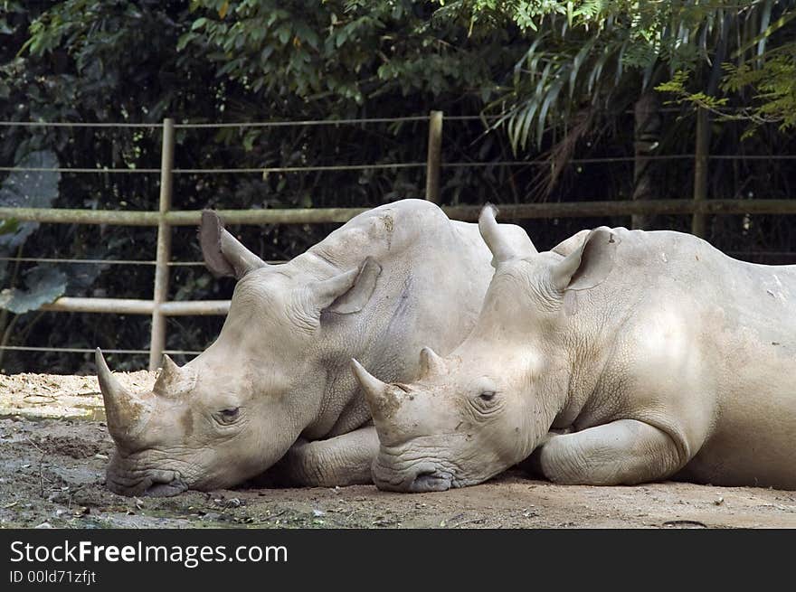 Two Rhinos resting side by sid