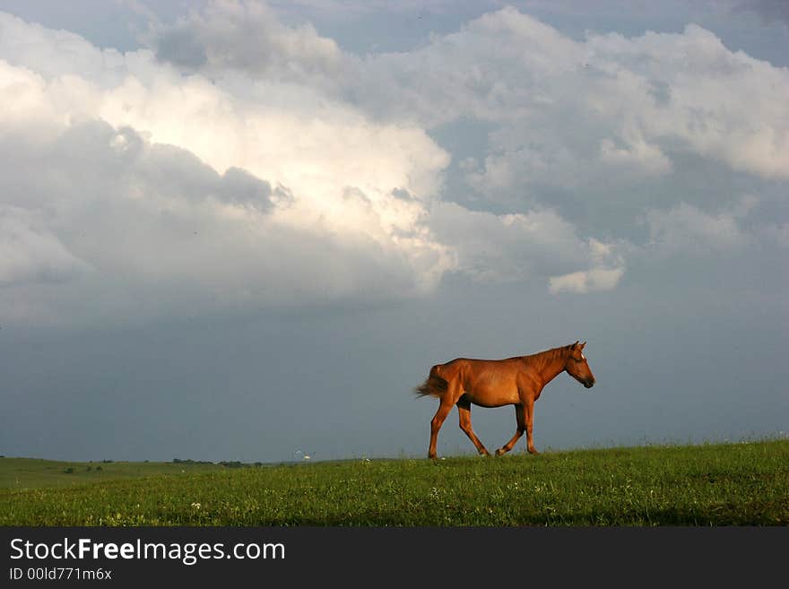 Horse under the sky afer rain