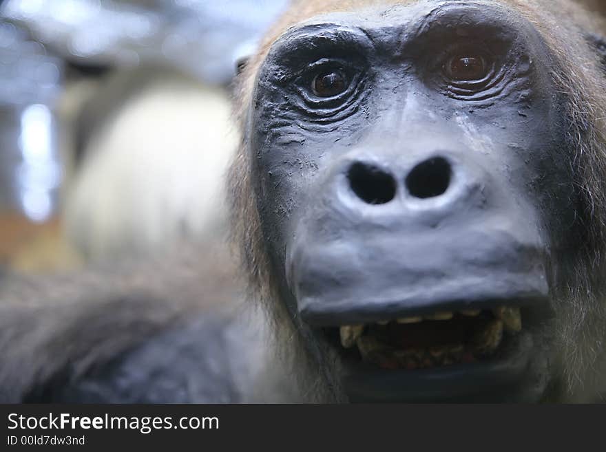 Monkey close-up portrait in the zoo museum