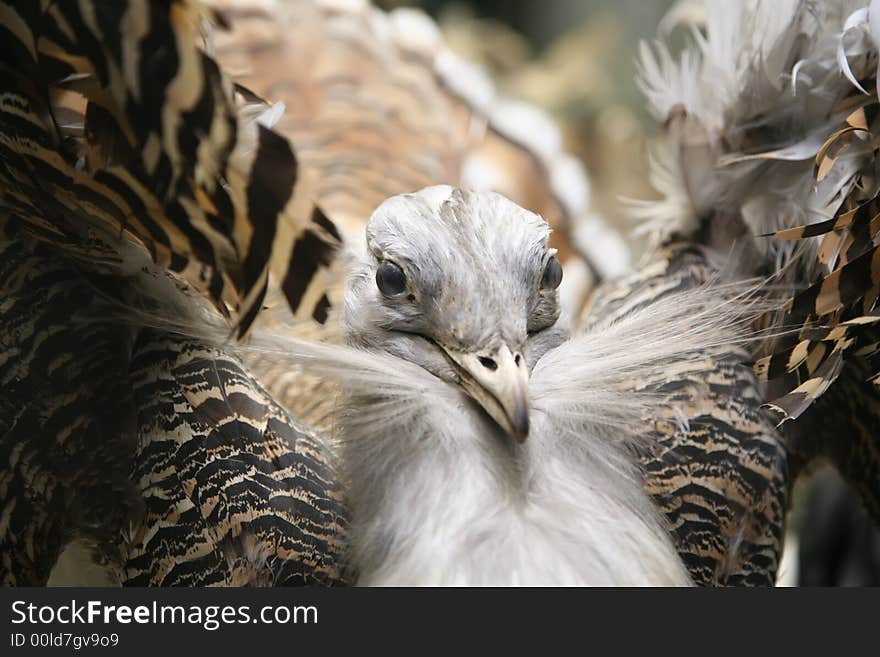 stuffed bustard in the zoo museum