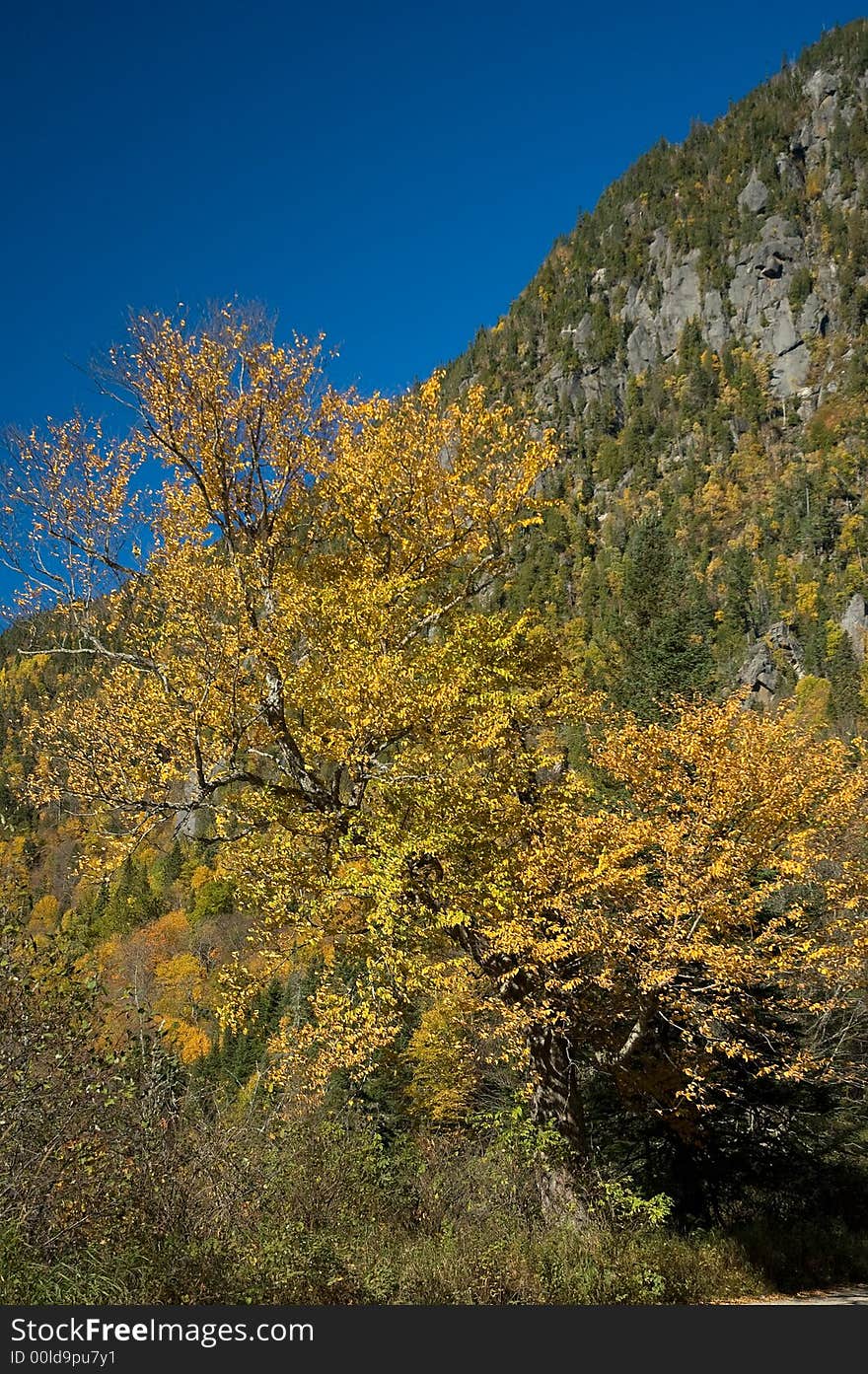 Fallen Fall tree