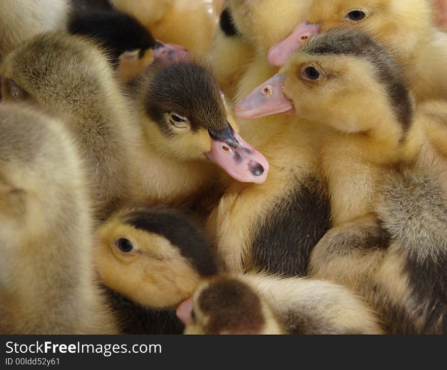 Ducklings