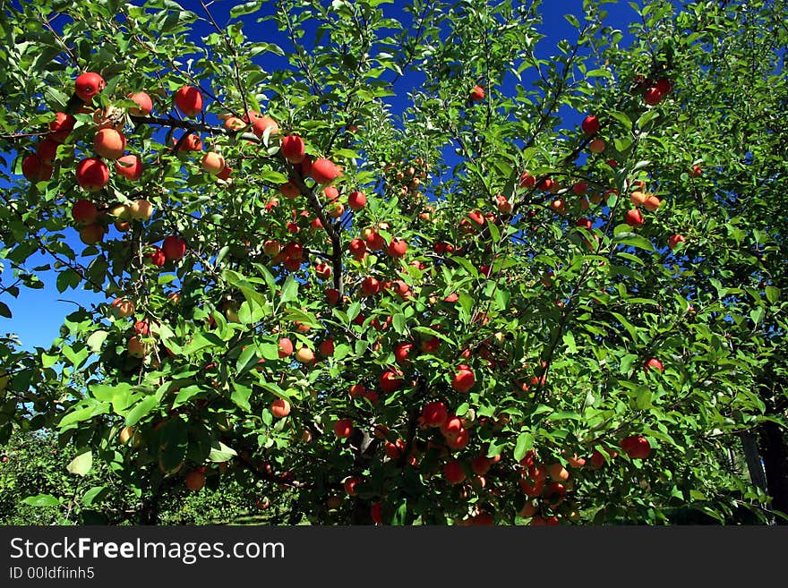 Apples Ready For Harvest