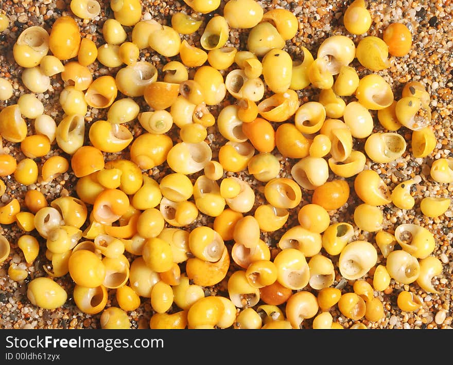 Yellow sea shells on sand as a background