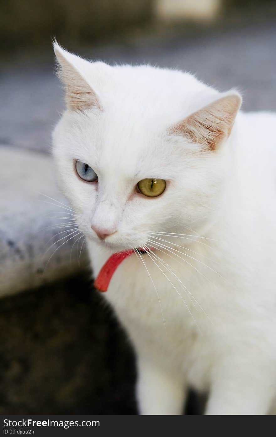 The white cat of City Dubrovni