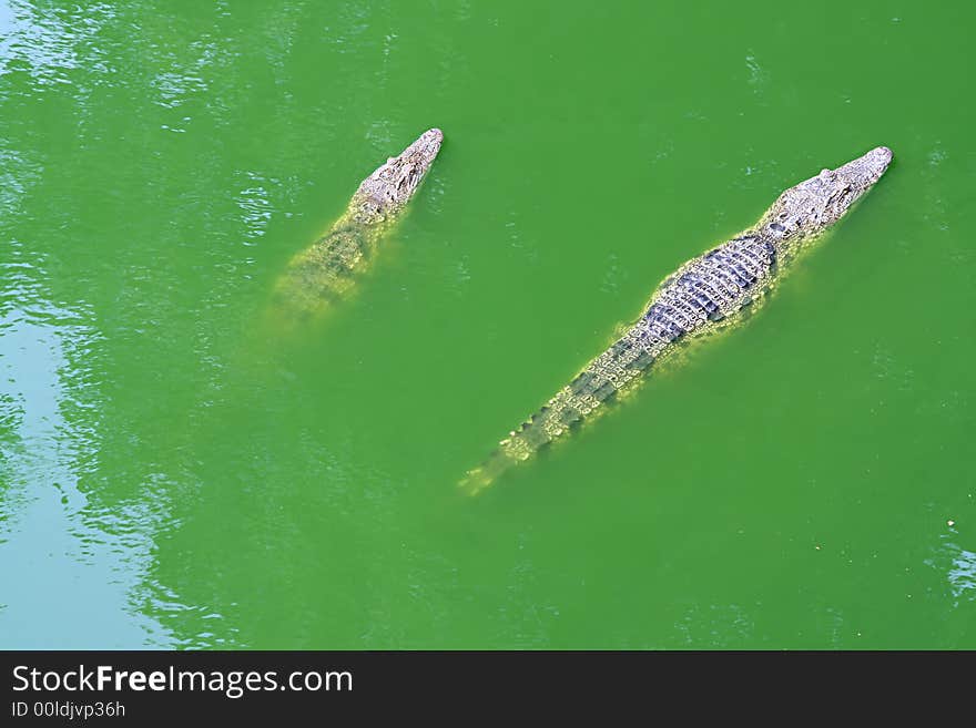 Couple of crocodiles