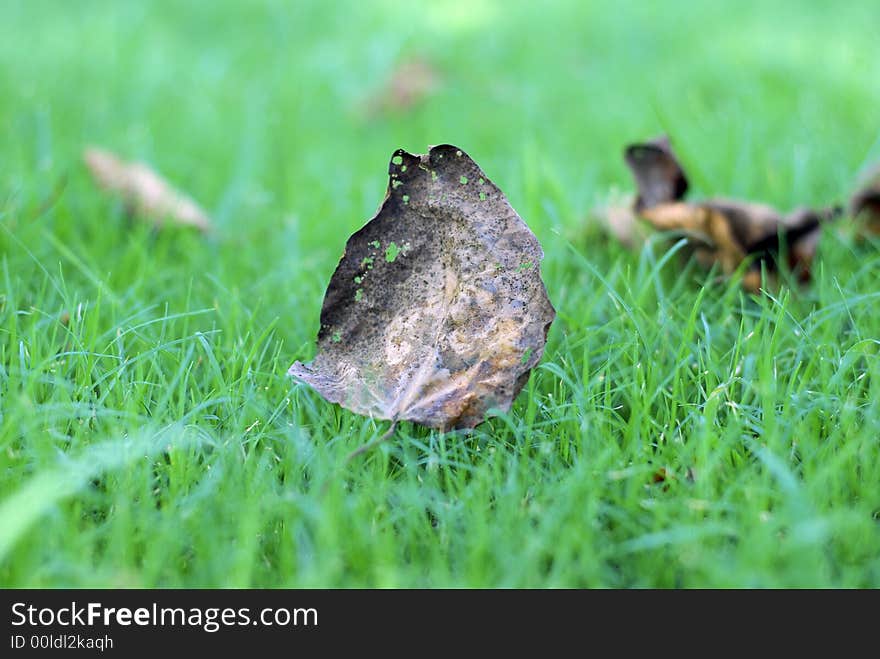 Dry leaf on green grass