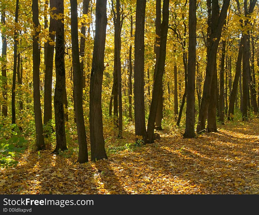 Autumn park scene with trees, fallen yellow leaves. Autumn park scene with trees, fallen yellow leaves