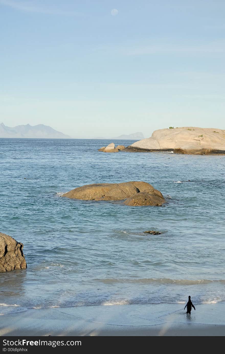 Penguin going into water, Boulder, South Africa. Penguin going into water, Boulder, South Africa