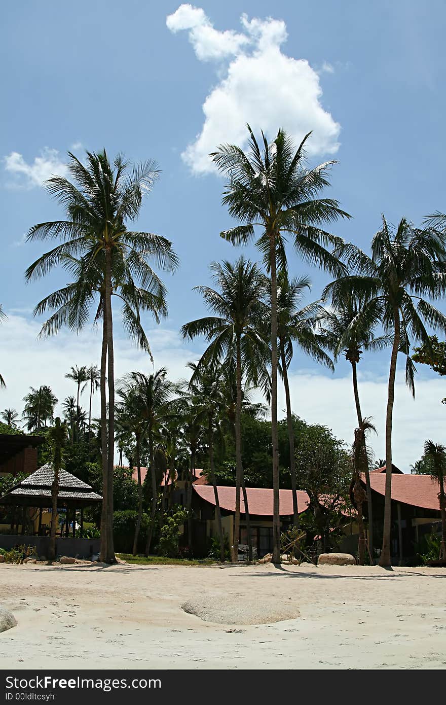 Coco palm on the beach