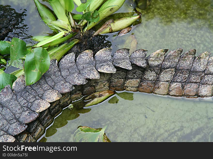 Crocodile tail