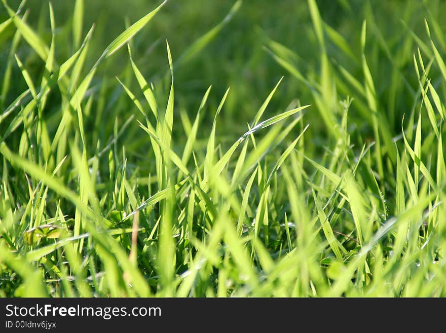 Full frame background of fresh green grass viewed from the ground level.