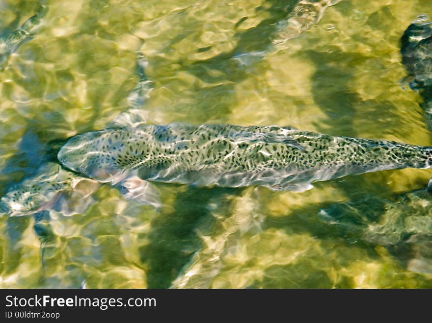 Rainbow Trout