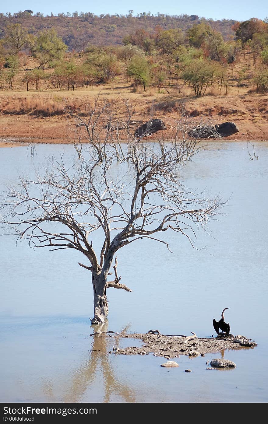 View over a water hole in a game reserve. View over a water hole in a game reserve