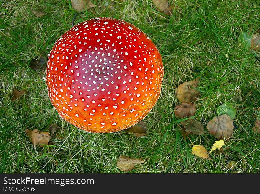 Autumn scenery - Sky Piece Toadstool