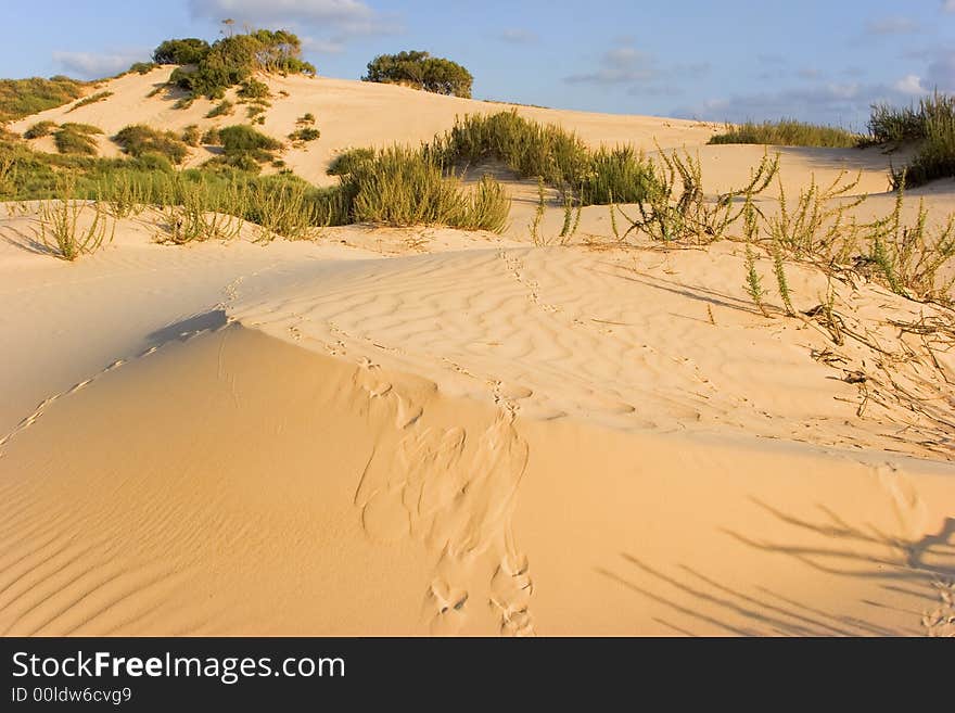 The sandy dunes covered by bushes and traces of animals. The sandy dunes covered by bushes and traces of animals