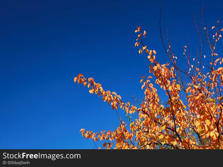 Plain bi-color fall background with bright orange leaves and deep blue sky. Plain bi-color fall background with bright orange leaves and deep blue sky