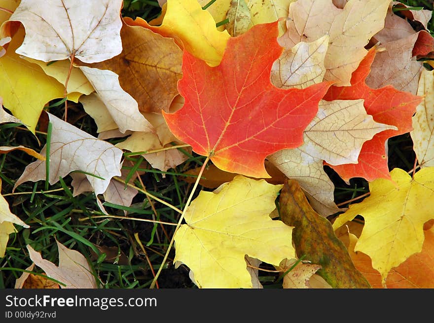 Fall leaves upon the ground.