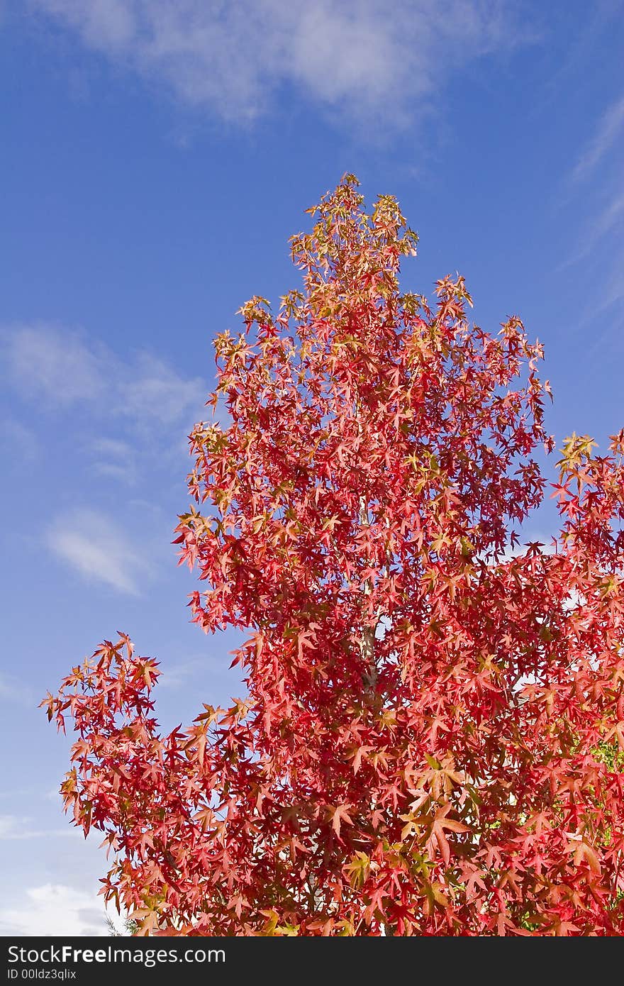 A red maple tree in the autumn against the blue sky. A red maple tree in the autumn against the blue sky