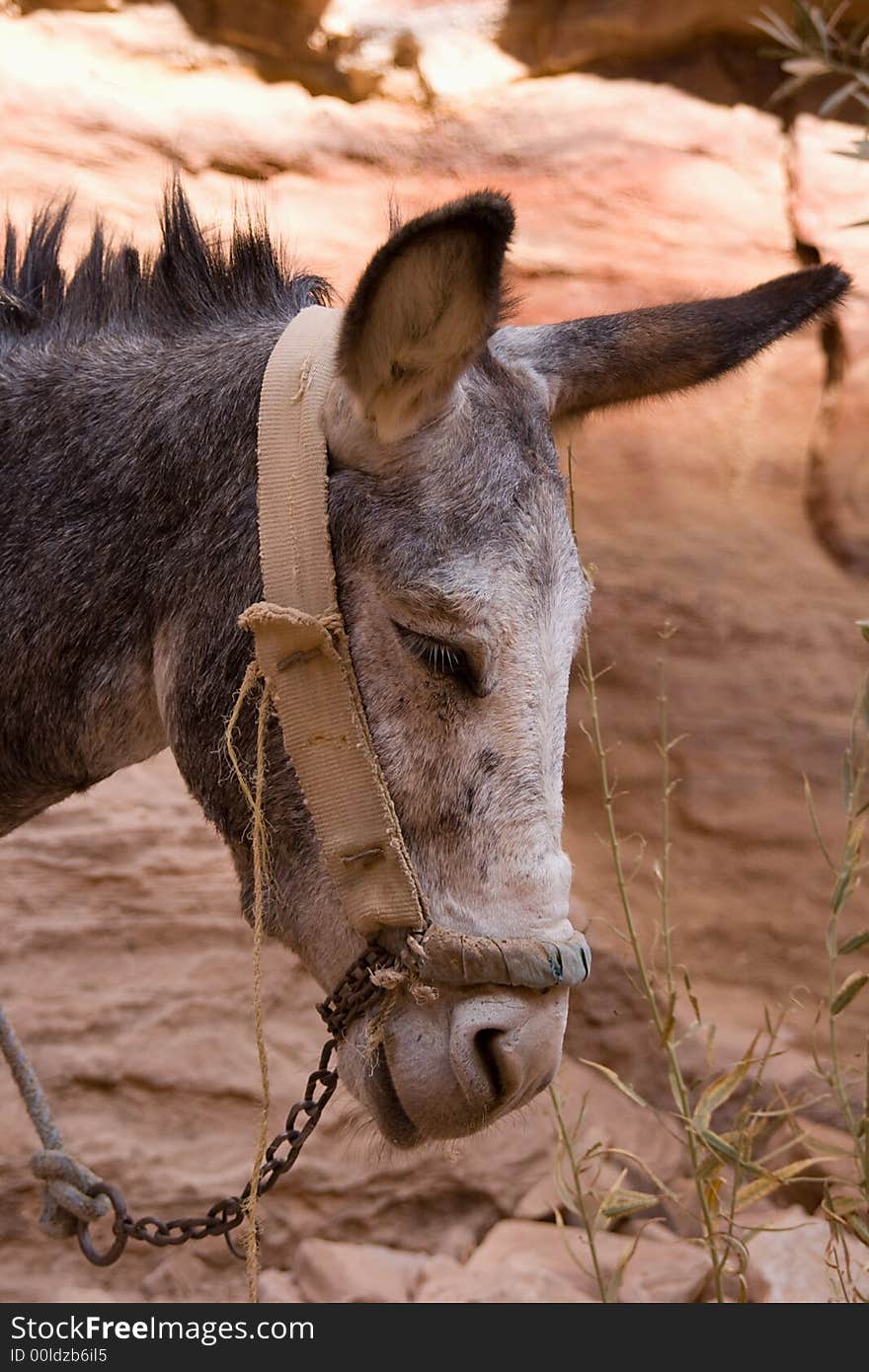 Donkey in ancient Petra, Jordan