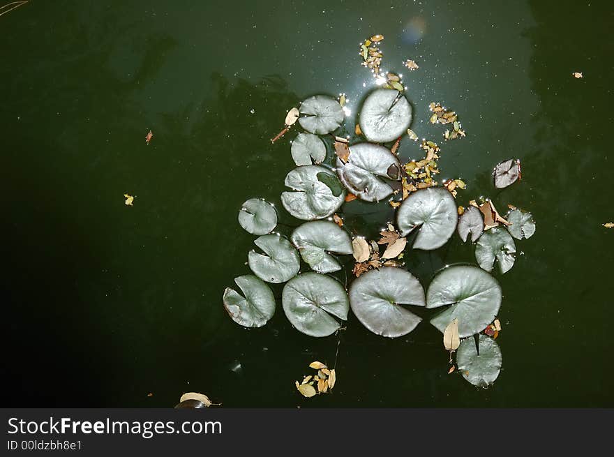 Water lily garden with fern leaves