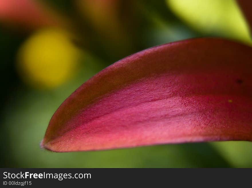 Macro abstract flower on a green out of focus  background. Macro abstract flower on a green out of focus  background