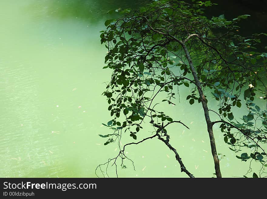 Trees branches and trunks against a green water lake. Trees branches and trunks against a green water lake