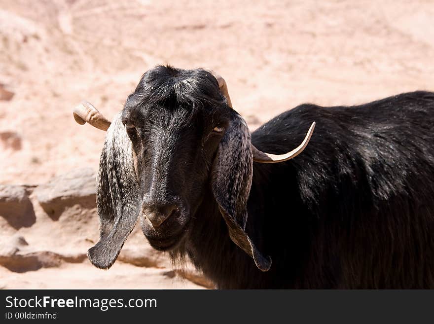 Goat in ancient Petra, Jordan