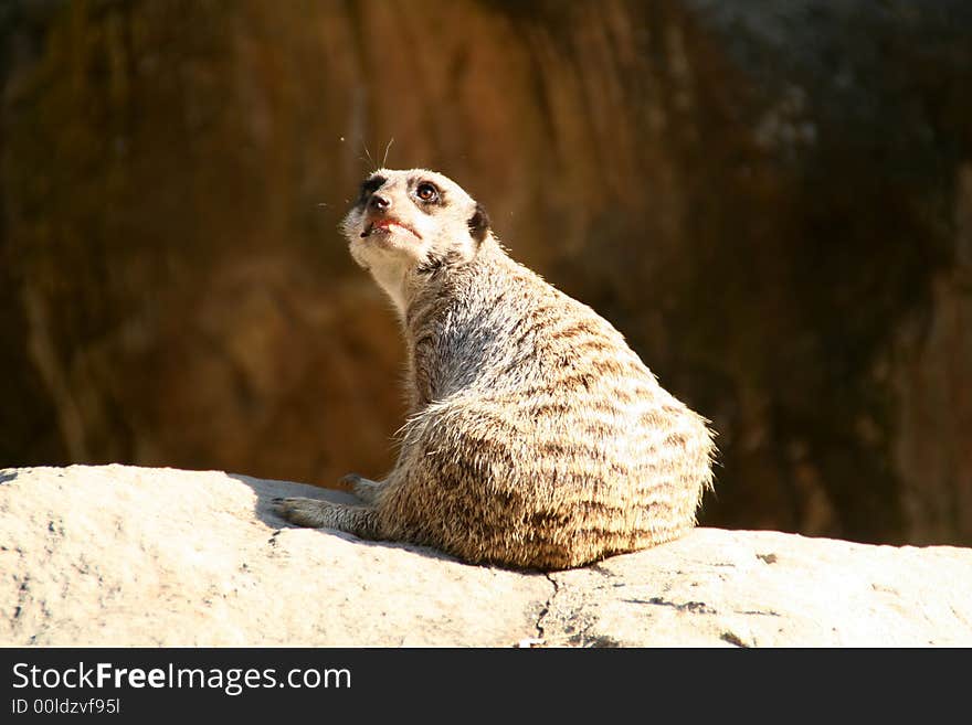 Meerkat Staring Off Into Space