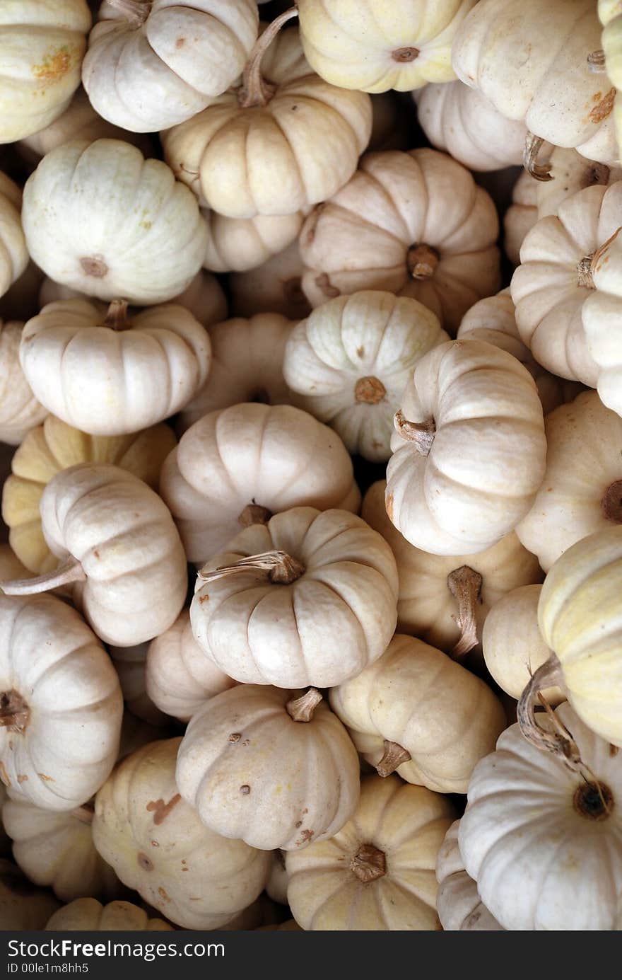 Mini White Pumpkins