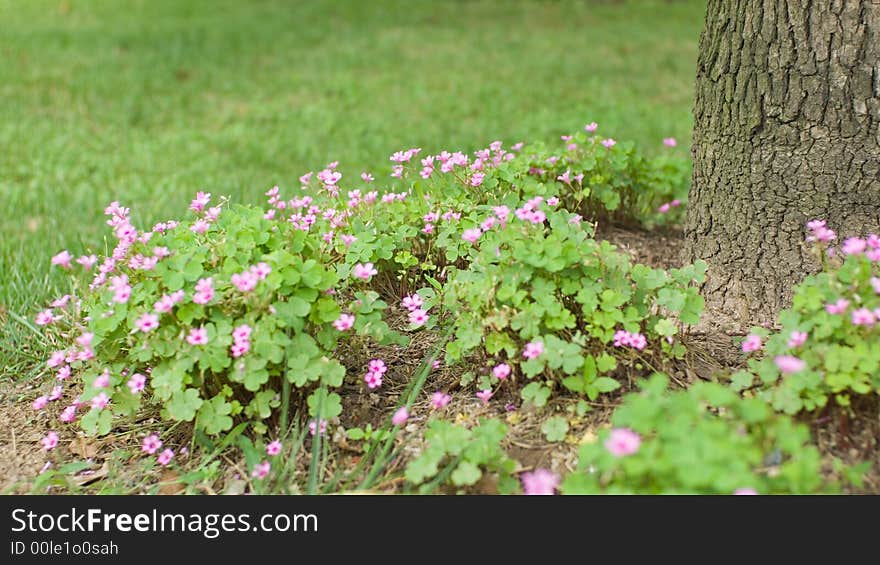 Some red small flower under the tree