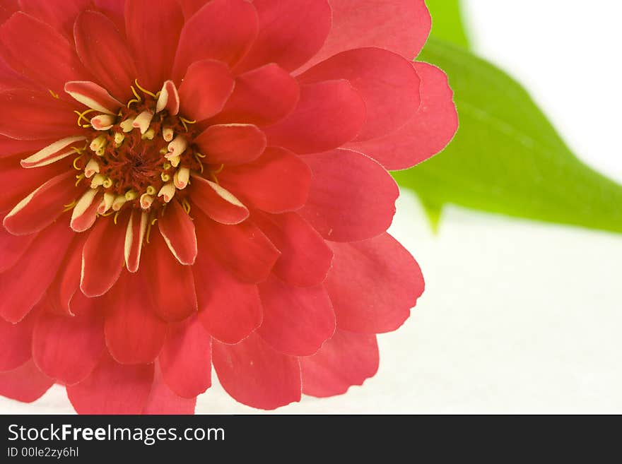 Isolated red flower (zinnia) on white