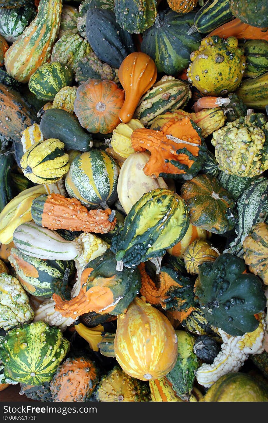 Freshly Picked Gourds