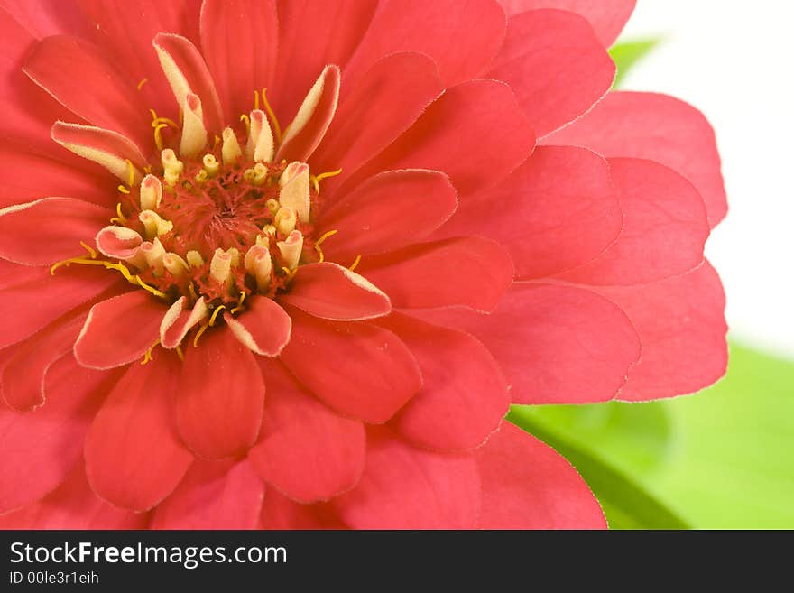 Isolated red flower (zinnia) on white