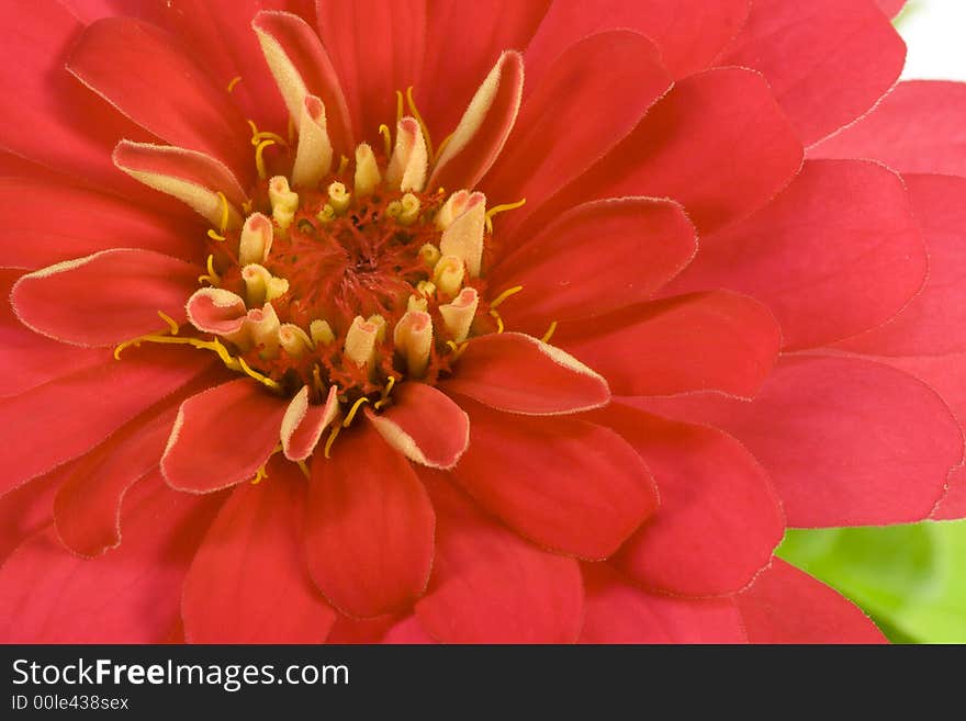 Isolated red flower (zinnia) on white