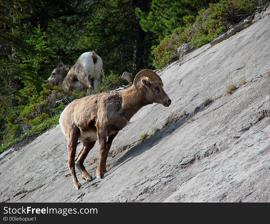 An image of a Rockies Bighorn Sheep on a slanted slope.