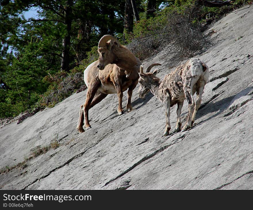 An image of two Rockies Bighorn Sheep on a slanted slope.