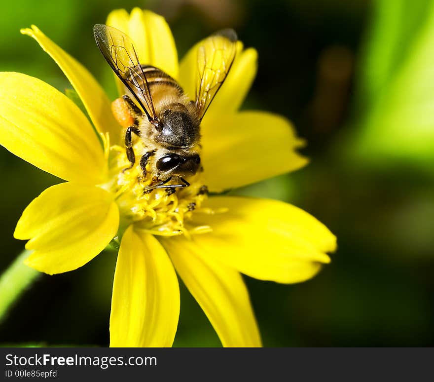 Hardworking Bee