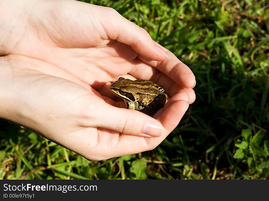 Frog in hands