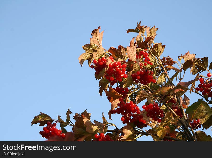 Guelder-rose red on a background of the blue sky