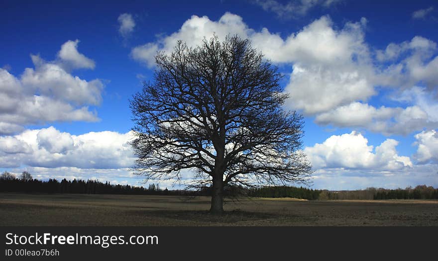 Oak over blue sky