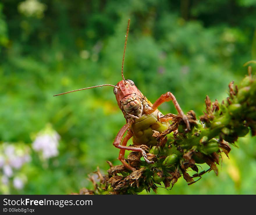 A close-up of a grasshopper with very big teeth on blade of grass. Russian Far East, Primorye. A close-up of a grasshopper with very big teeth on blade of grass. Russian Far East, Primorye.