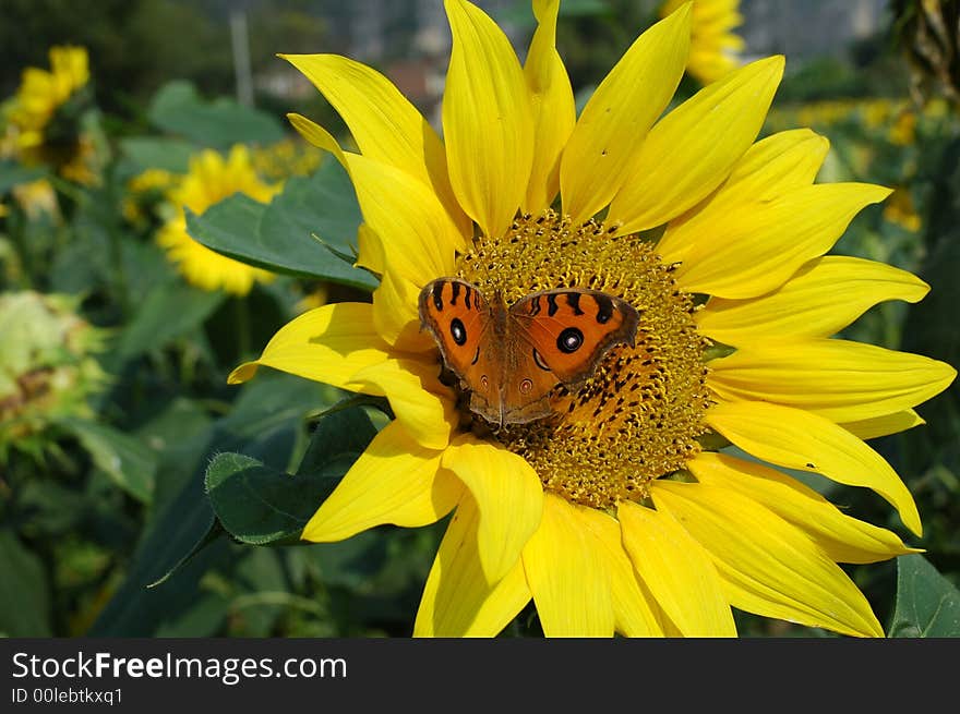 Sunflower