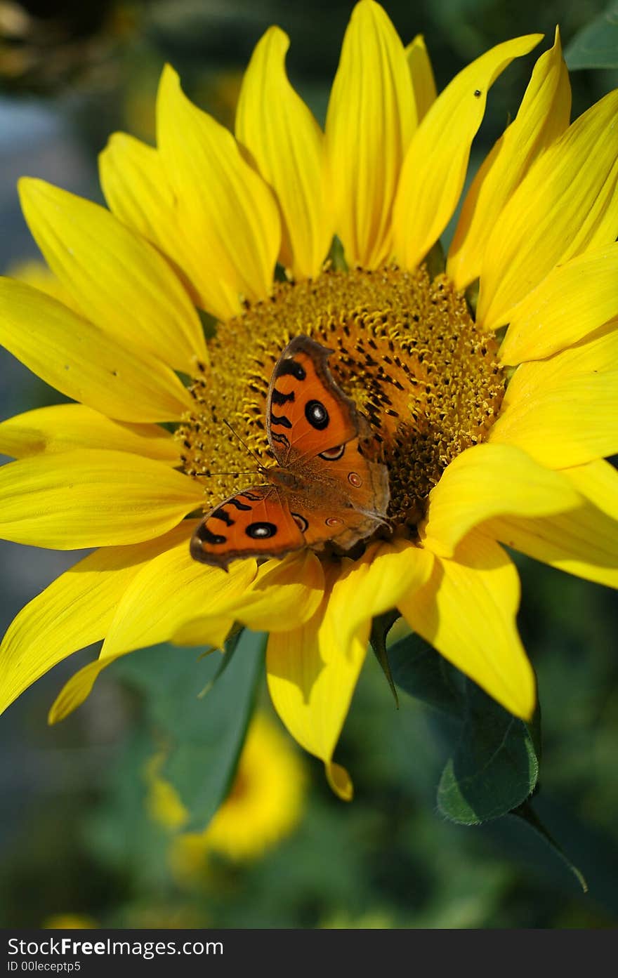 Yellow sunflowers, very beautiful in the sun