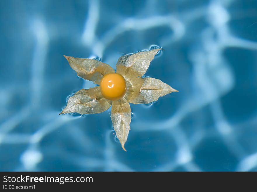 Flower in a blue waterpool. Flower in a blue waterpool