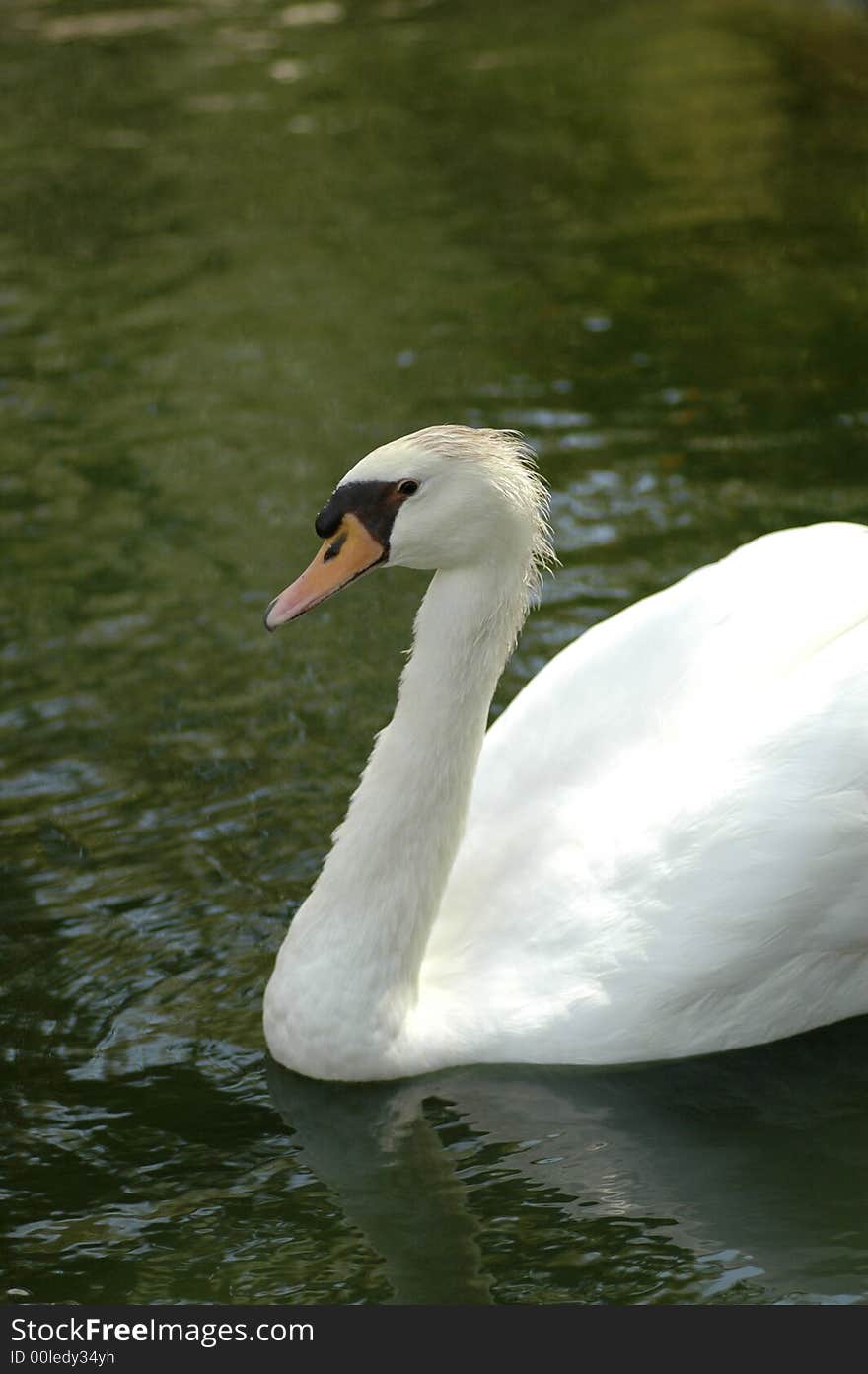 Swan 2