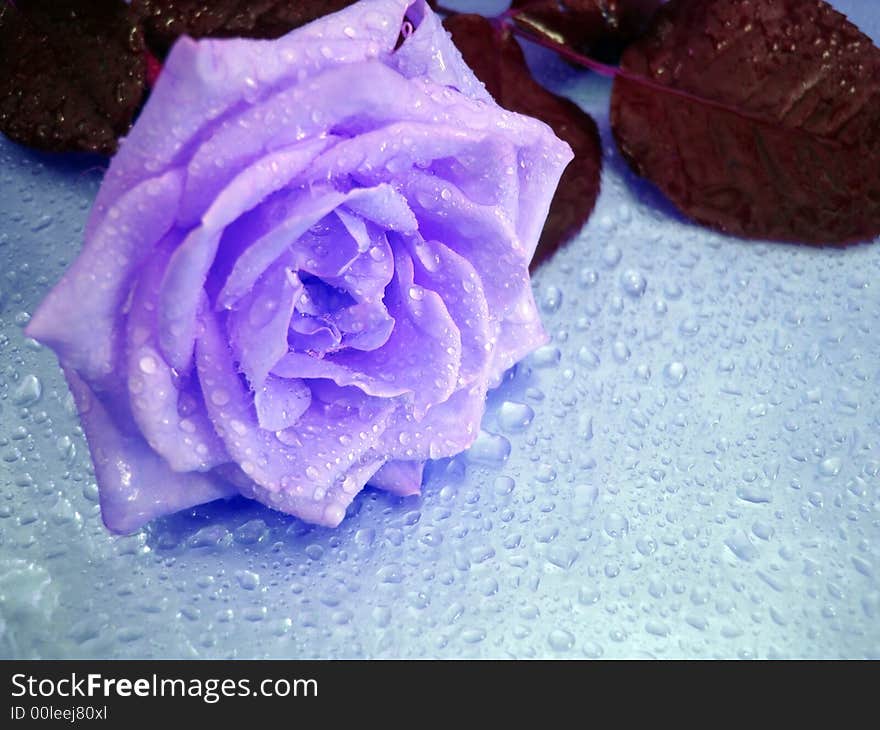 Violet rose on blue background with drops of water